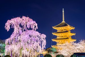 14-Day Japan’s Best Of The West Cherry Blossoms Itinerary