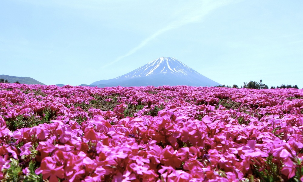 KAWAGUCHIKO, JAPAN - MAY 01, 2016 Shibazakura Festival with the field of pink moss of Sakura or cherry blossom, Yamanashi, Kawaguchiko, Japan at sunny day, blurred and soft focus