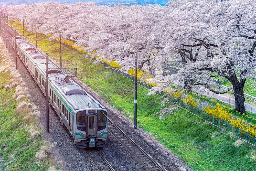 Train on the railroad track with a row of cherry trees, This area is popular sakura spot at funaoaka Sendai