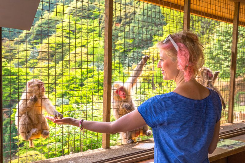 popular Iwatayama Monkey Park in Arashiyama, Kyoto, Japan. Tourist enjoys interaction with monkey