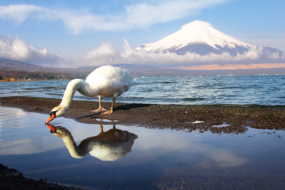 White Swan of Lake Yamanaka with Mt. Fuji background at Yamanashi,Japan. Lake Yamanaka is a point of view Mount Fuji is very popular for photographers and tourists. Travel and natural Concept