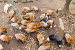 fox village